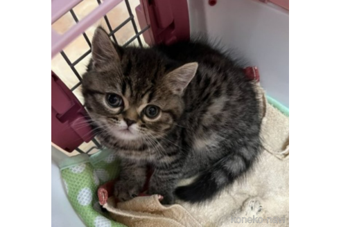 成約済の千葉県のミヌエット-54629